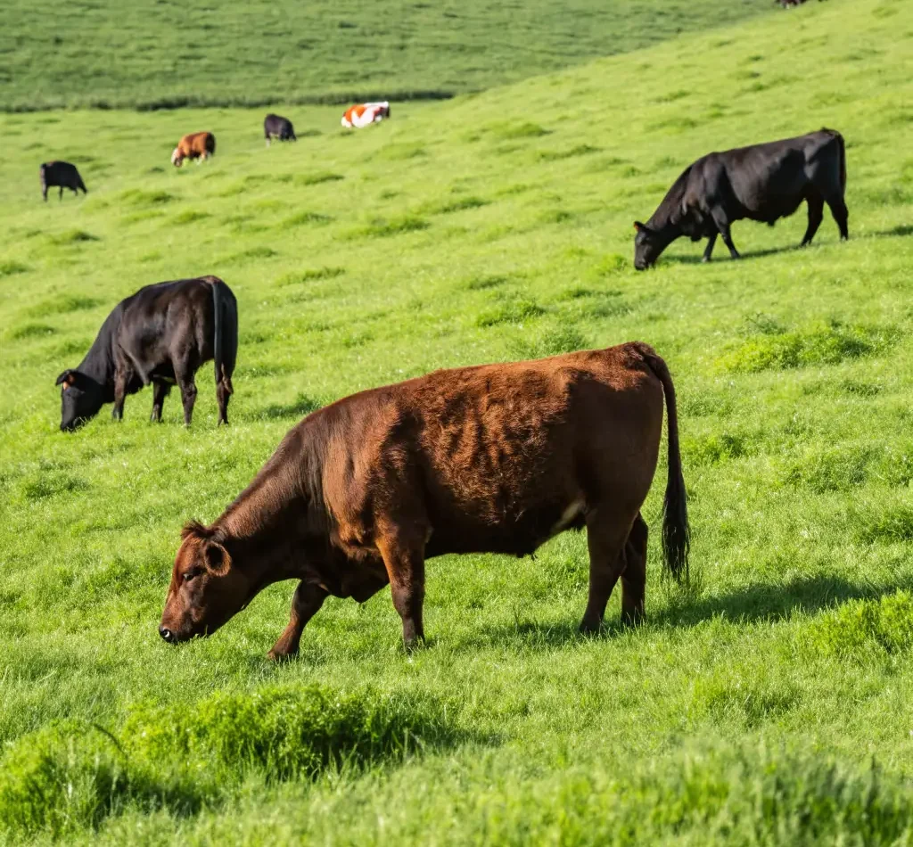 A healthy cow grazing in a lush pasture, symbolizing improved livestock health through Saksham Animal Health products.